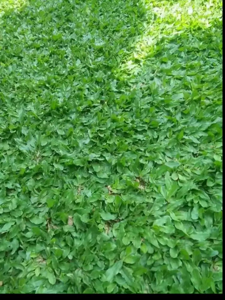 Jual rumput gajah mini+penanaman