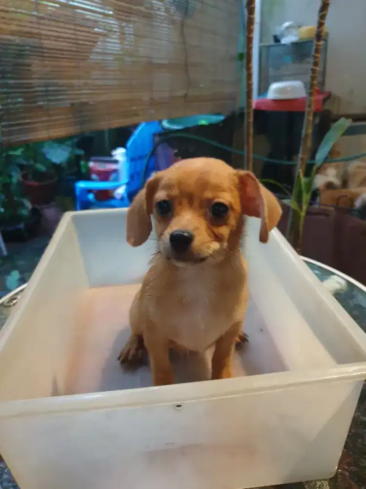 Beli 2 GRATIS 1 Chihuahua long n short hair