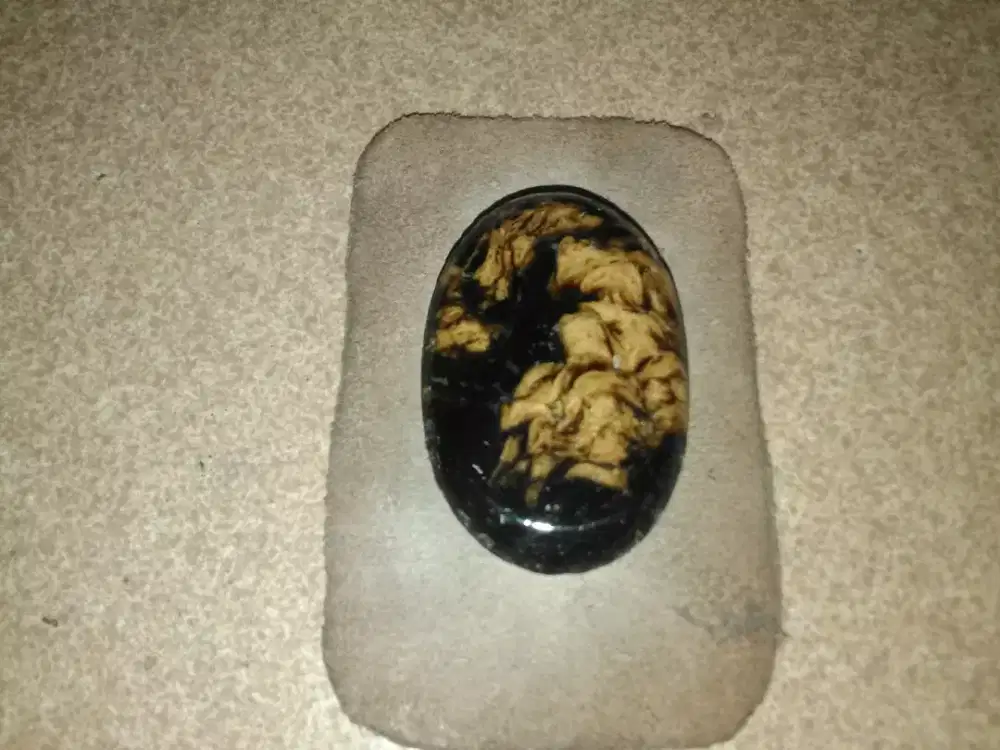 fosil katilayu asli buat liontin bukan kaleng2