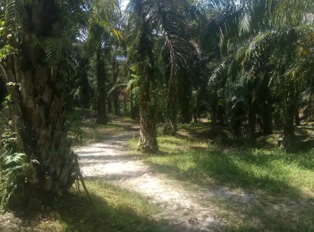 Di jual kebun sawit 38hektare daerah serdang bedagai