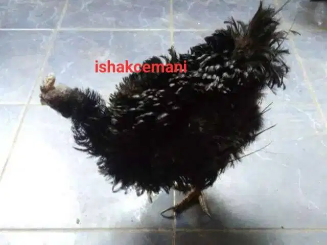 Obral Sepasang Ayam Cemani Walik Kribo Super Mantap Cash Back & Get 1