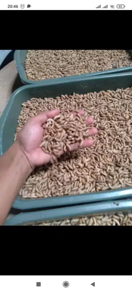 Pakan hewan binatang ternak maggot untuk pakan lele,bebek,ayam&unggas.