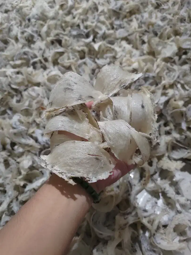 Dicari untuk dibeli sarang walet