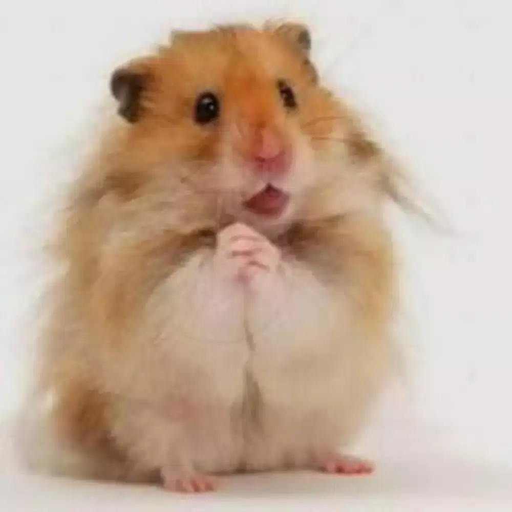 Free Ongkir Syrian Hamster