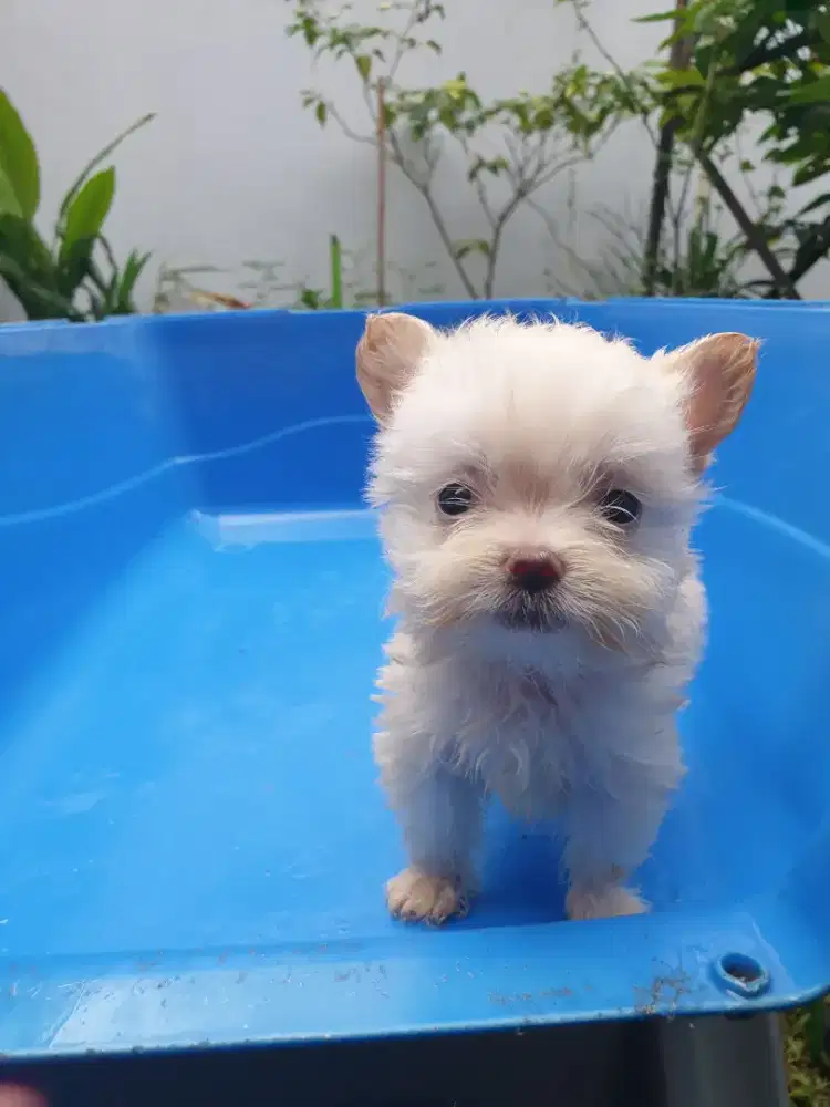 PROMO BUY 2 GET 3 puppy ras unyu