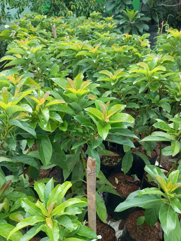 Bibit Alpukat Mentega