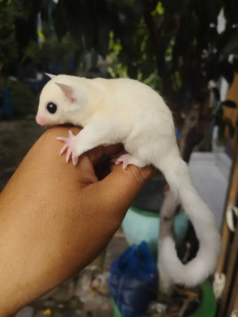 Sugar glider leucistic