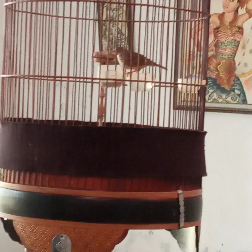 Burung branjangan, parva, sangkar ebod, video via wa