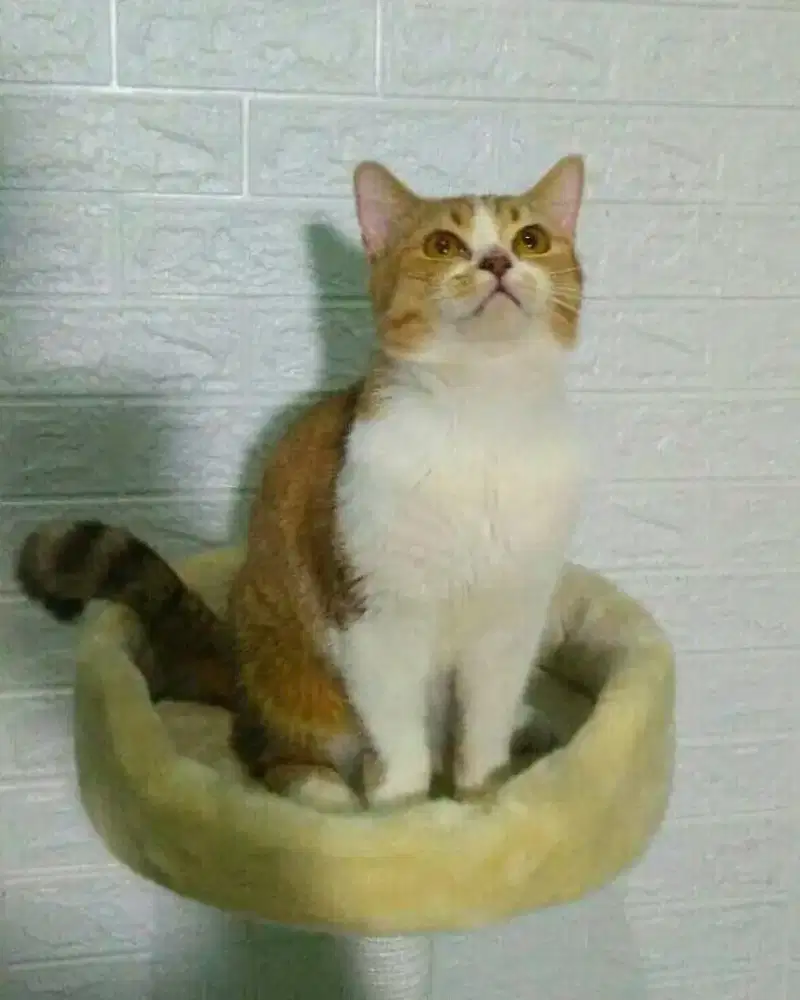 GROOMING KUCING PANGGILAN