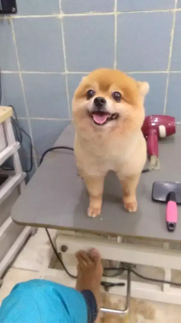 Termurah jasa grooming anjing kucing panggilan cukur bulu mandi rumah