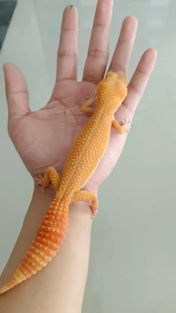 Gecko Sunglow super giant  full CT kualitas premium