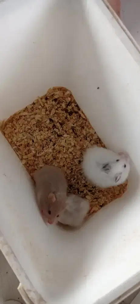 Hamster Syiria Syirian