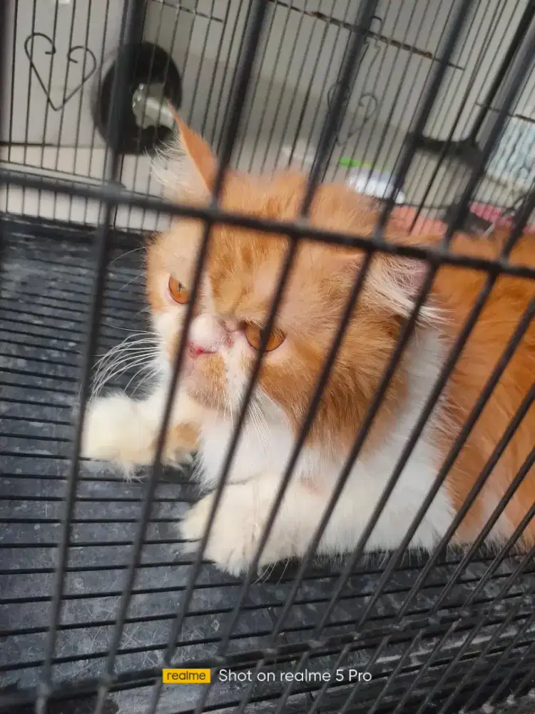 Kucing flaknose longhair jasa pacak