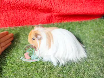 Jual store guinea pig