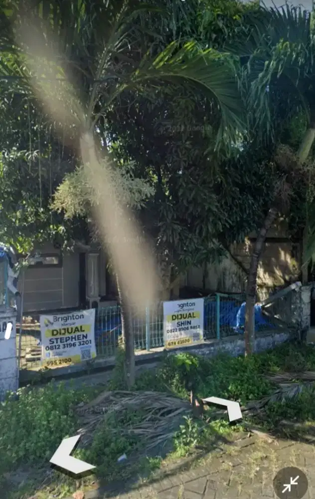 pohon palem green edition