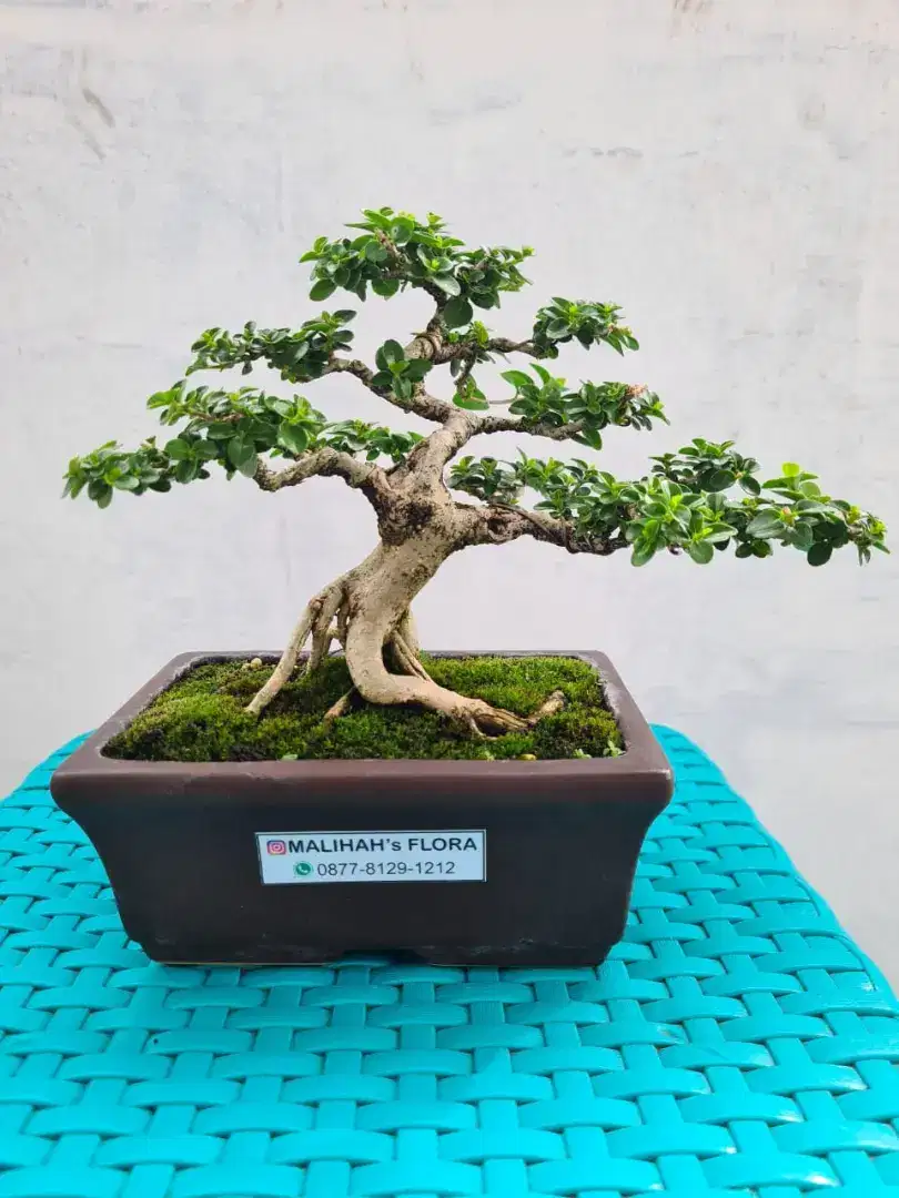 Bonsai Sancang siap Pajang