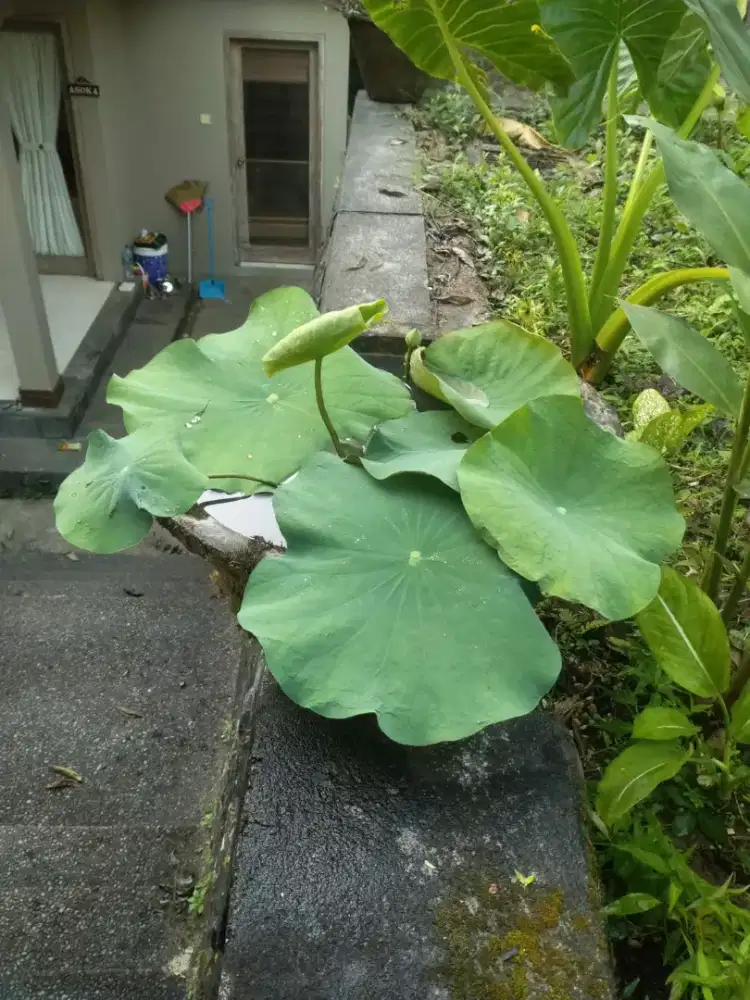 Tanaman air,lotus air,teratai air,melati air,jual tanaman air,tunjung