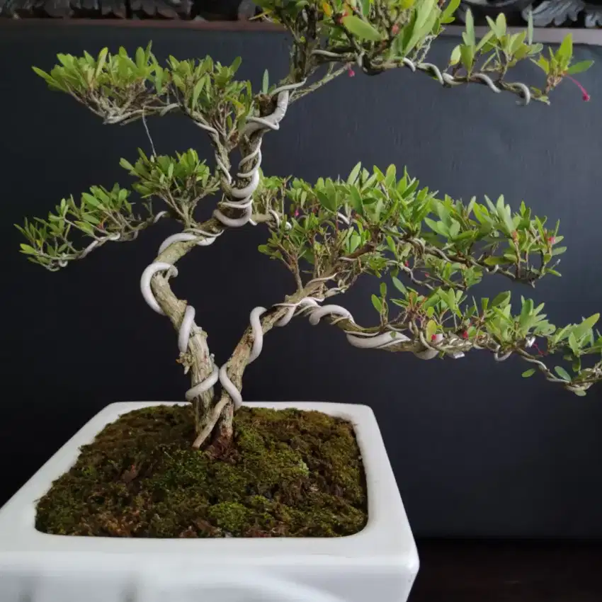 Bonsai Cendrawasih medium