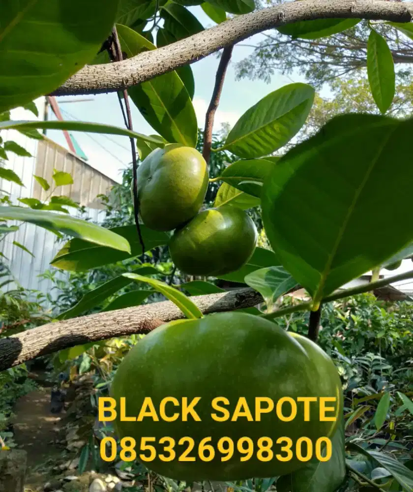Bibit pohon BLACK SAPOTE
