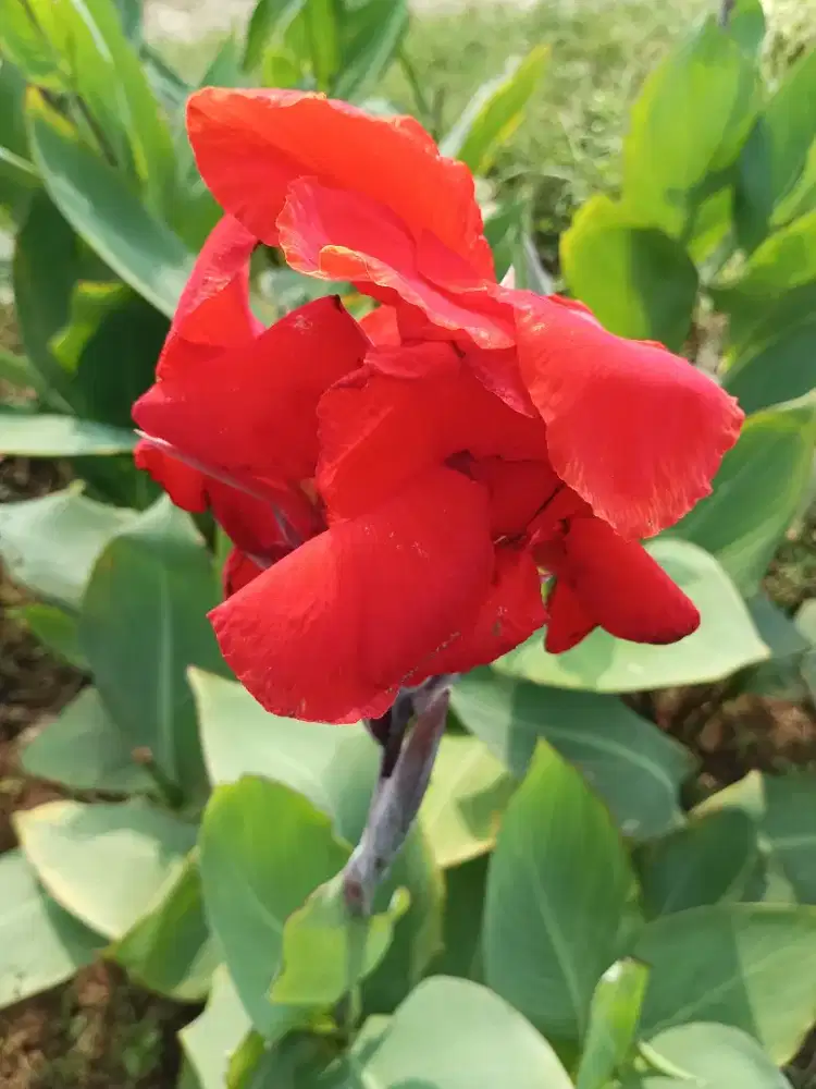 Pohon pisang kana hijau