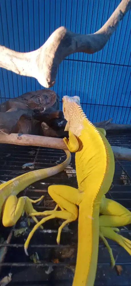Iguana Albino Jual Satuan