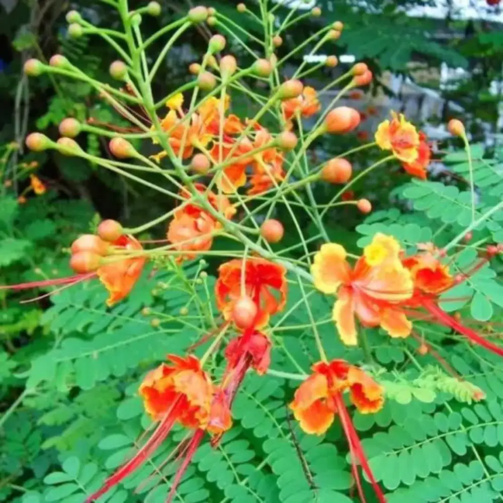 Jual pohon merak Merakan