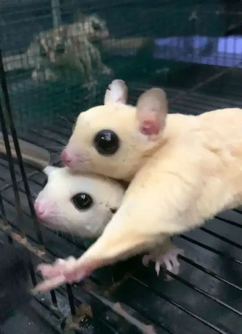 SUGAR GLIDER LEUCISTIK SEPASANG JANTAN & BETINA PROVEN