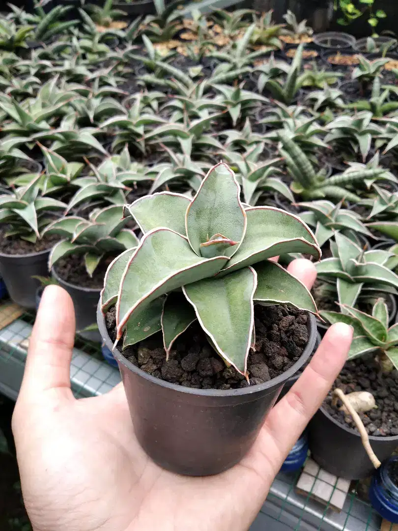 Tanaman hias bunga daun sansevieria lidah mertua