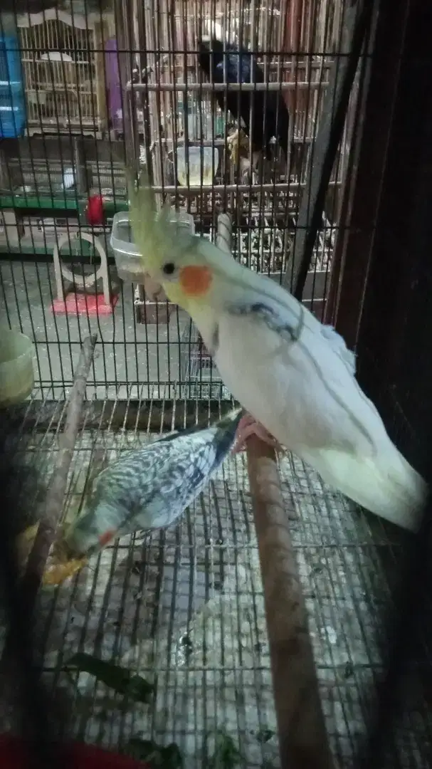 Burung falk Australia pasangan