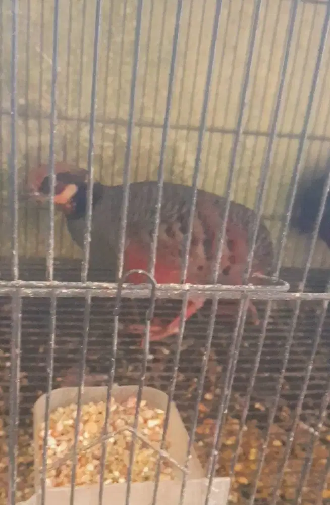 Jual puyuh gonggong - puyuh gonggong