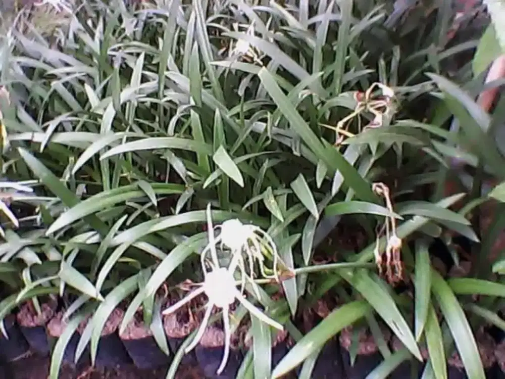 Jual pohon Bakung air mancur