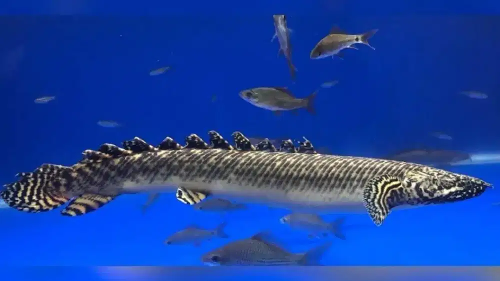 Ikan Palmas ornatipnis