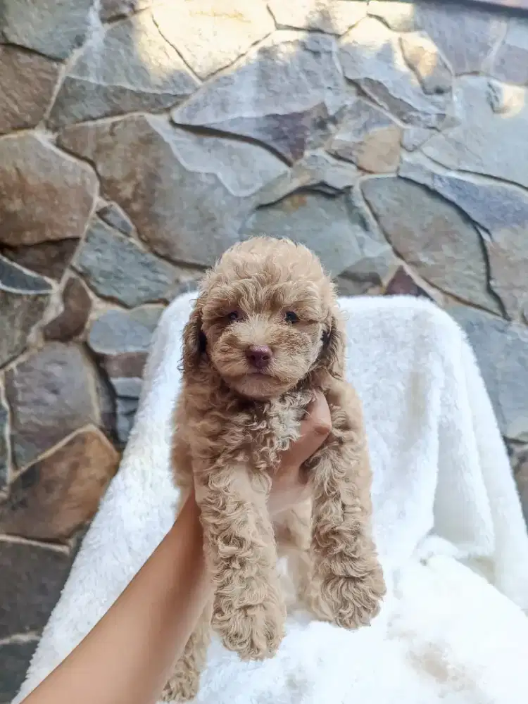 Jual store mini poodle