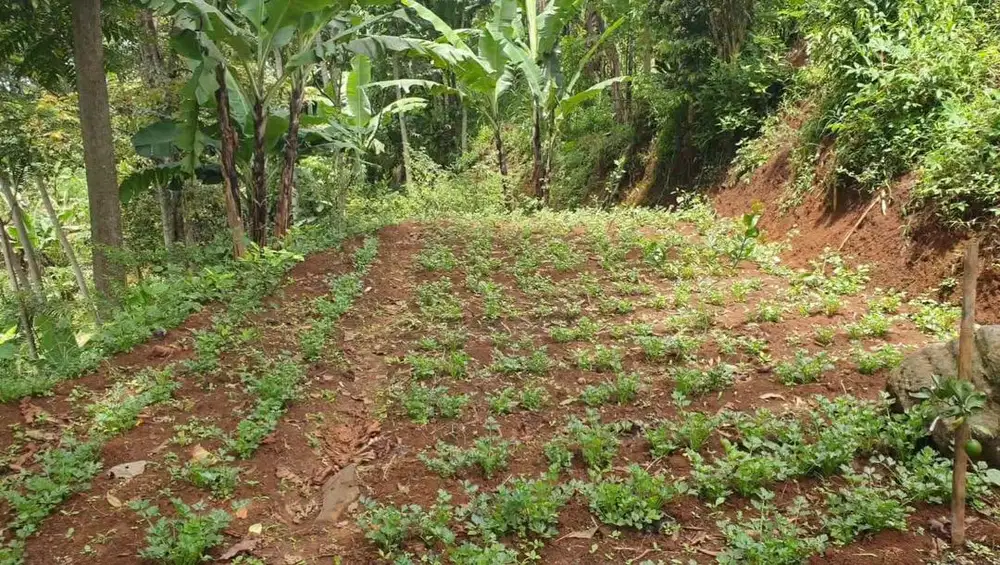 Jual Tanah 812 m2 di Bandung untuk Lahan Ternak/Tani