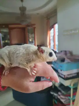 Olx sales sugar glider