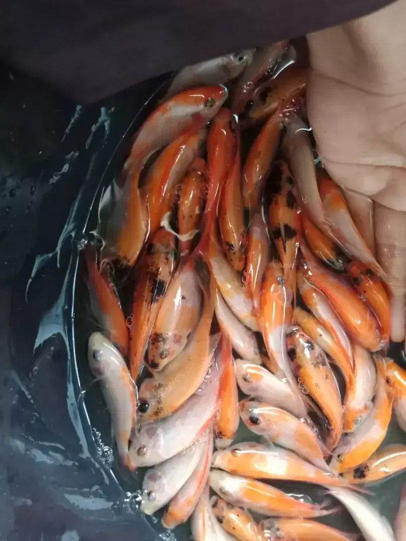 Bibit ikan nila merah super