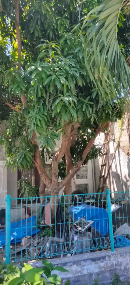 Pohon mangga jenis okyong