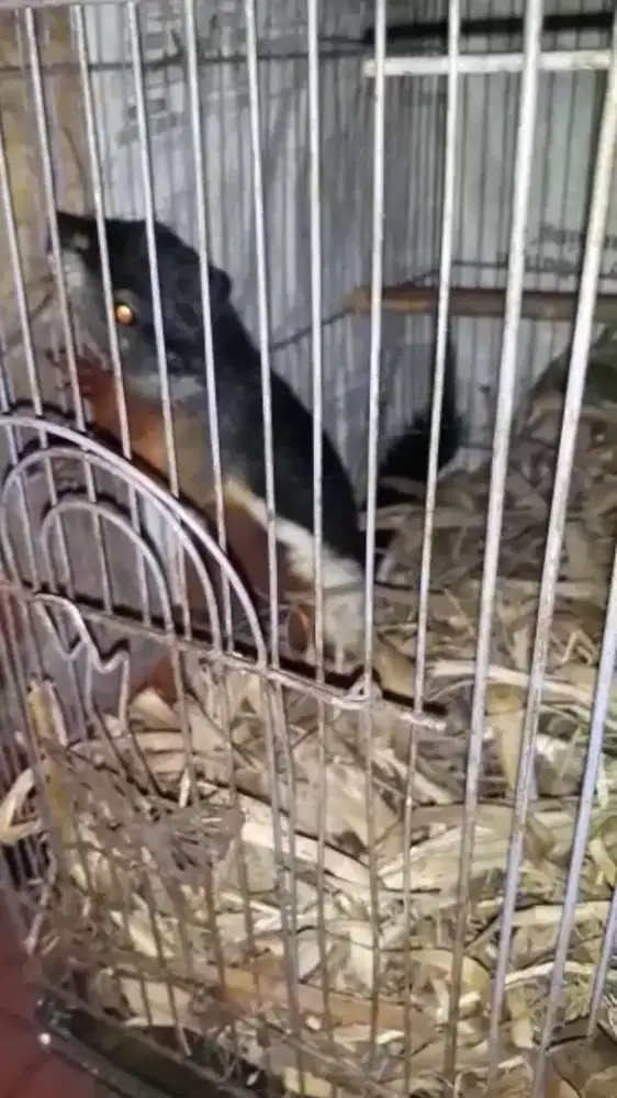 Bajing tiga warna sepasang