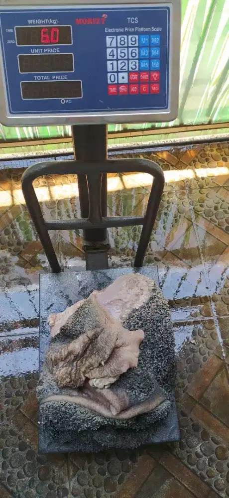 Supplier babat hitam Surabaya / babat hitam murah surabaya