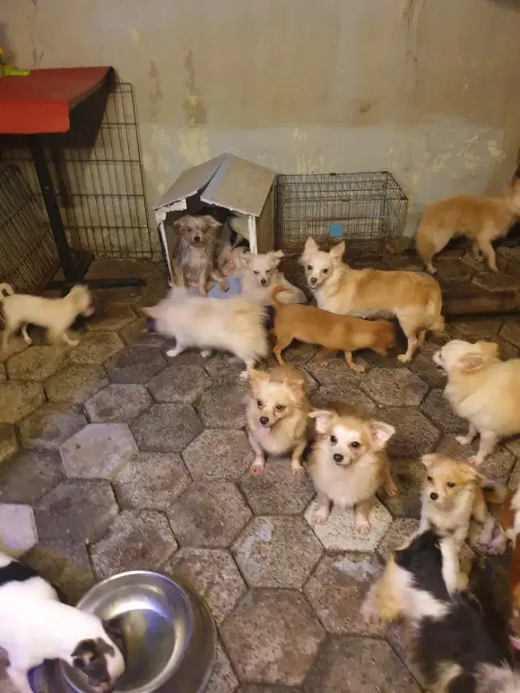 Beli 2 gratis 1 Dog kecil ras mini size