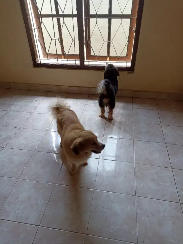 Penitipan anjing kecil