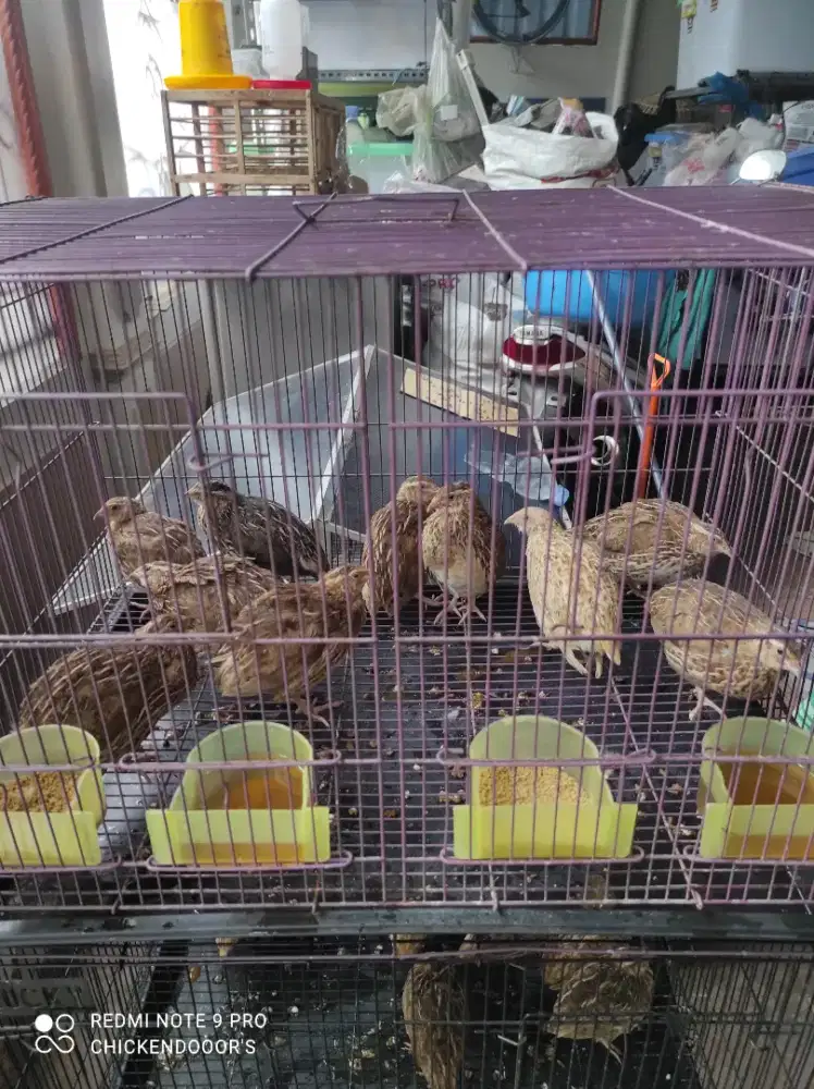 PUYUH BETINA SIAP TELUR DEWASA HIDUP PST GEMAK BURUNG PETELUR QUAIL