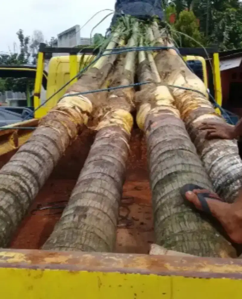 Jual pohon kelapa dan phn kurma