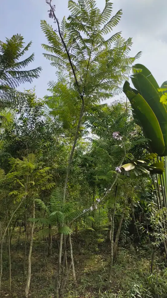 Jual pohon jacaranda