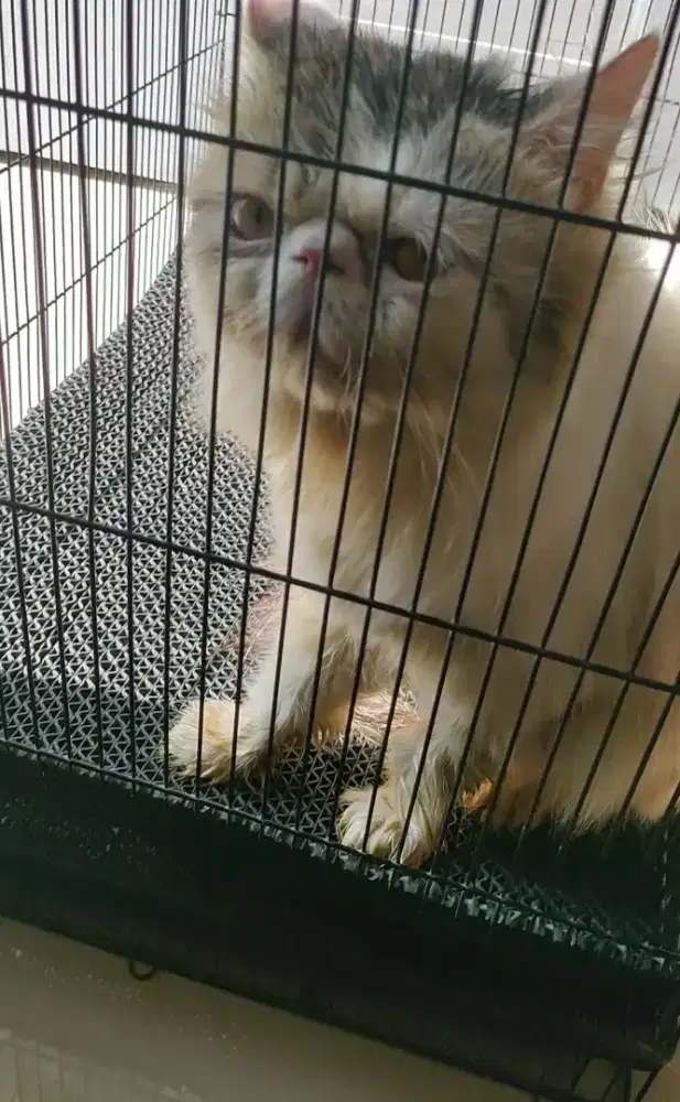 Kucing peaknose exo jasa pacak