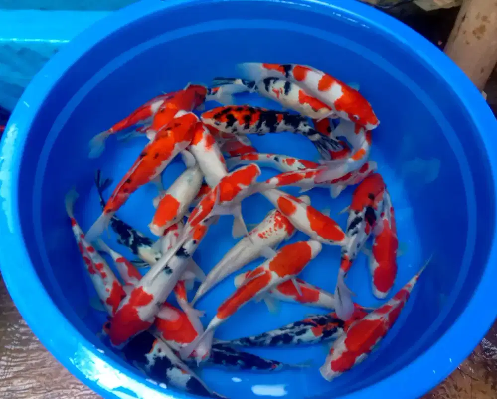Paketan ikan koi 20cm paket 30 ekor