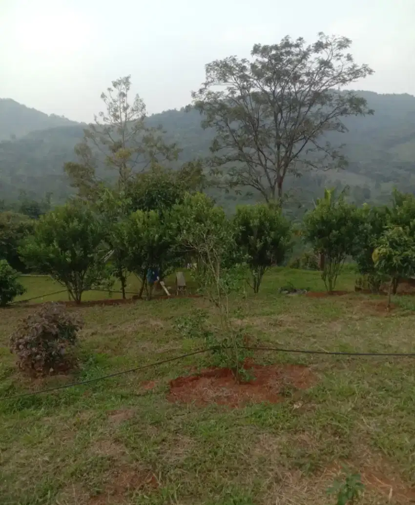 Tanah 200 Hektar Untuk Perkebunan Dan Pertanian Di Subang