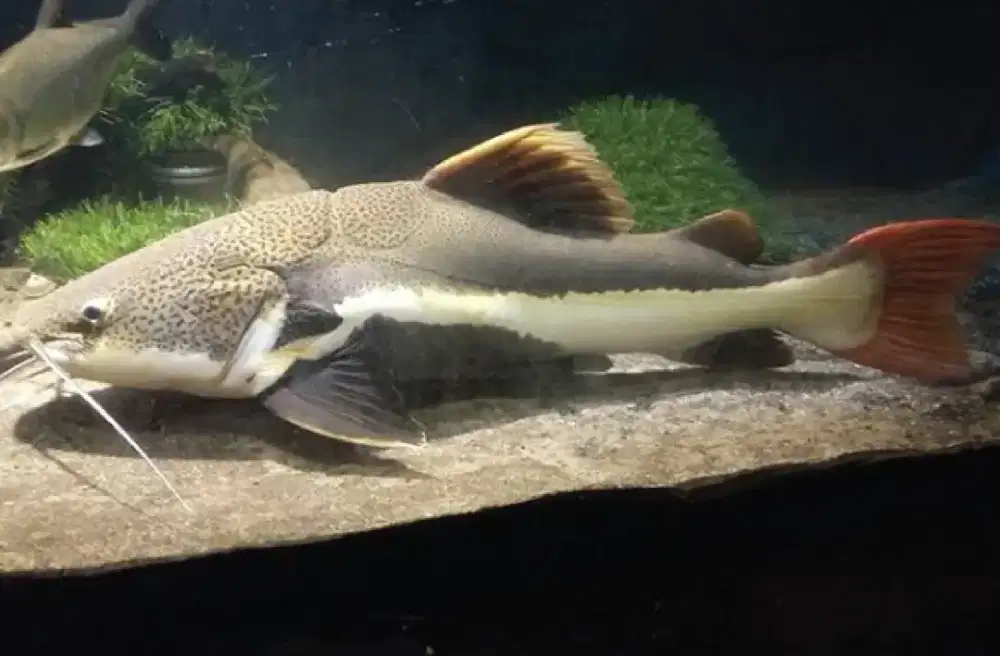 Ikan Red Tail Catfish (RTC)