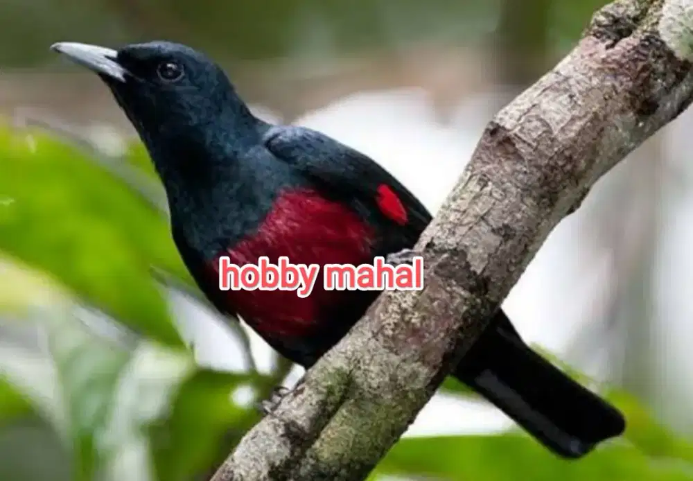 Burung kepodang hati dada merah jantan dewasa mewah langka