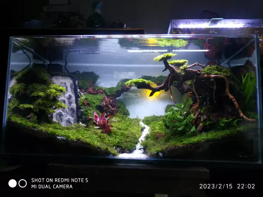 Jasa desain aquascape & paludarium & terrarium & jasa maintenance